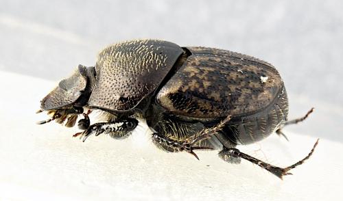 Réf. 340 252 : Onthophagus similis
